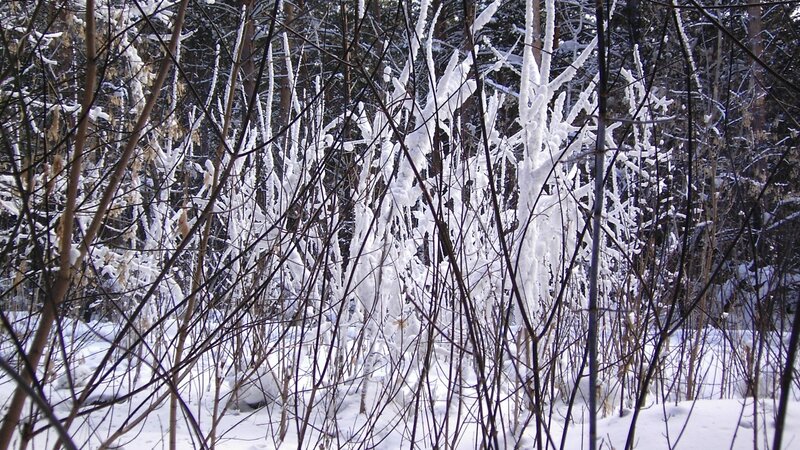 Snow-covered forest branches