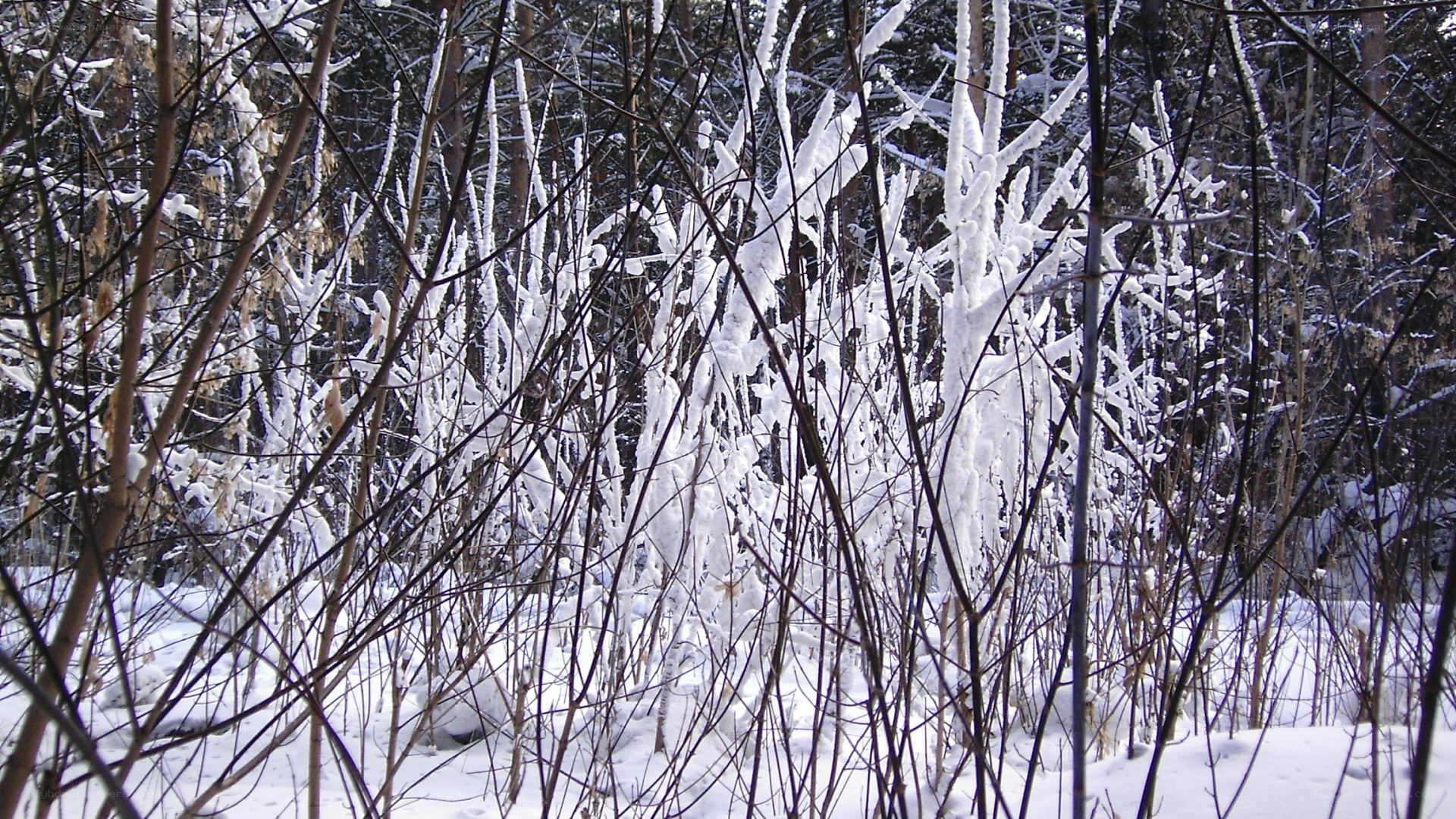 Snow-covered forest branches