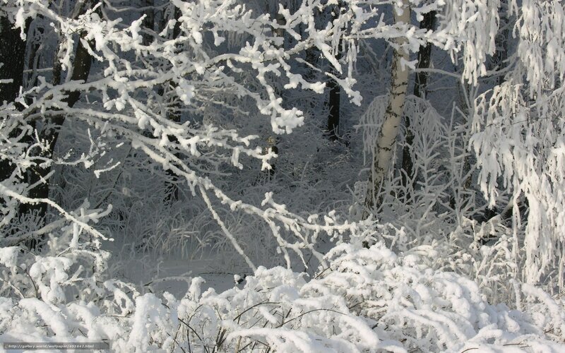 Snow-covered forest branches