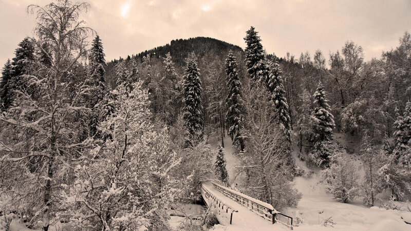 Snow-covered Forest Bridge