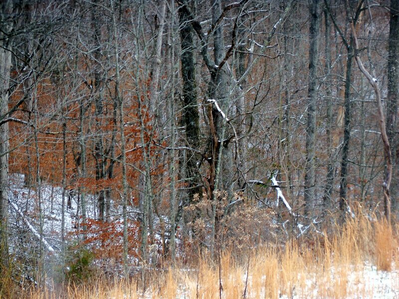 Snow-covered Forest — Brown, Quiet