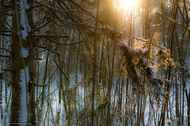 Snow-covered Forest — Brown, Serene