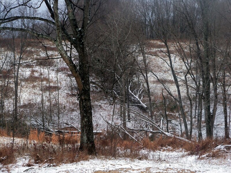 Snow-covered Forest — Brown