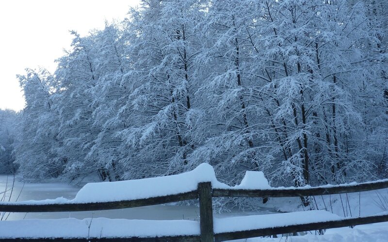 Snow-covered forest by a frozen lake
