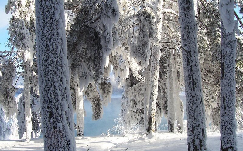 Snow-covered forest by a lake