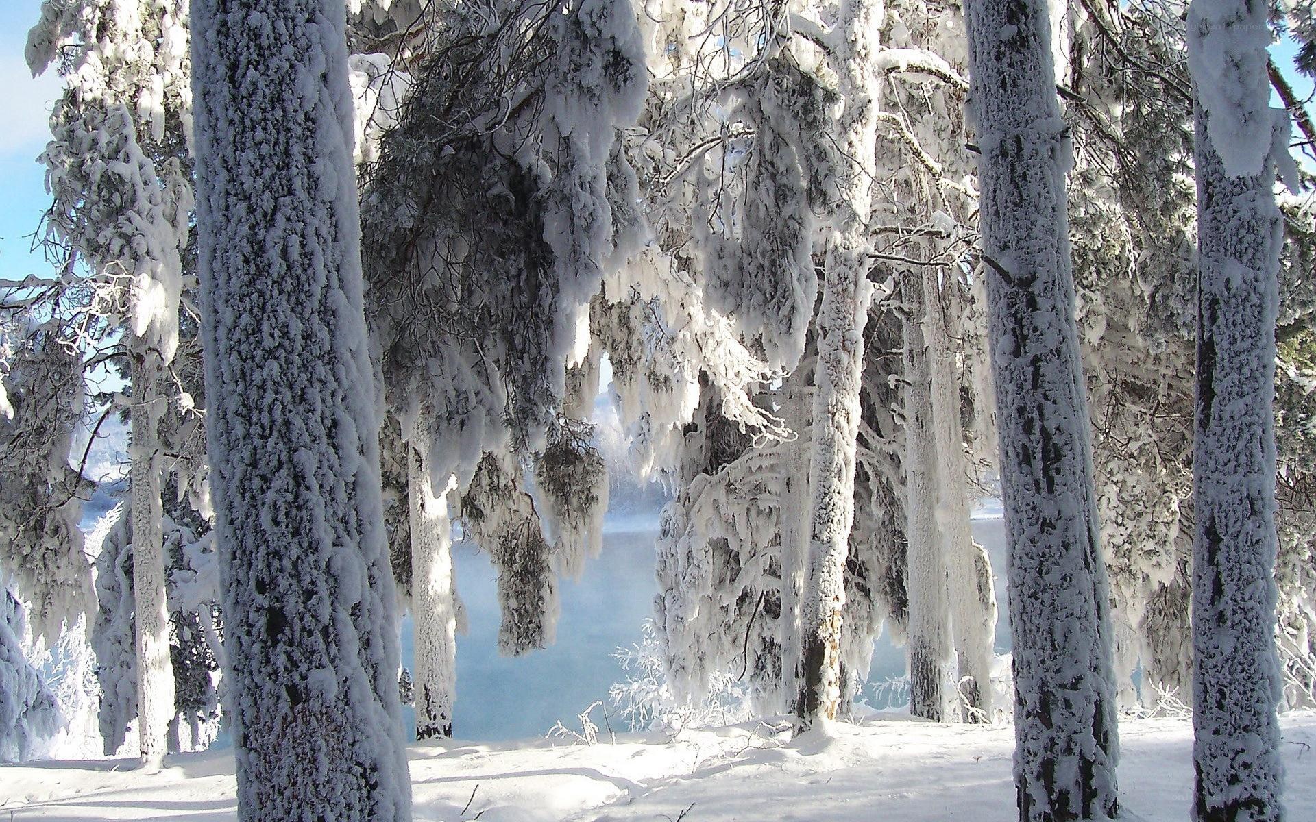 Snow-covered forest by a lake
