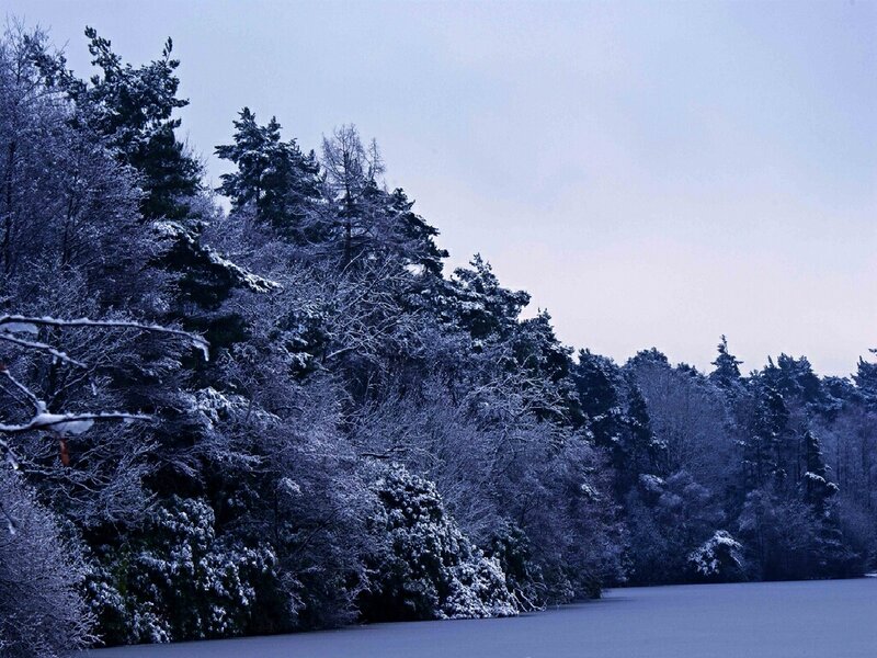 snow-covered forest by frozen lake