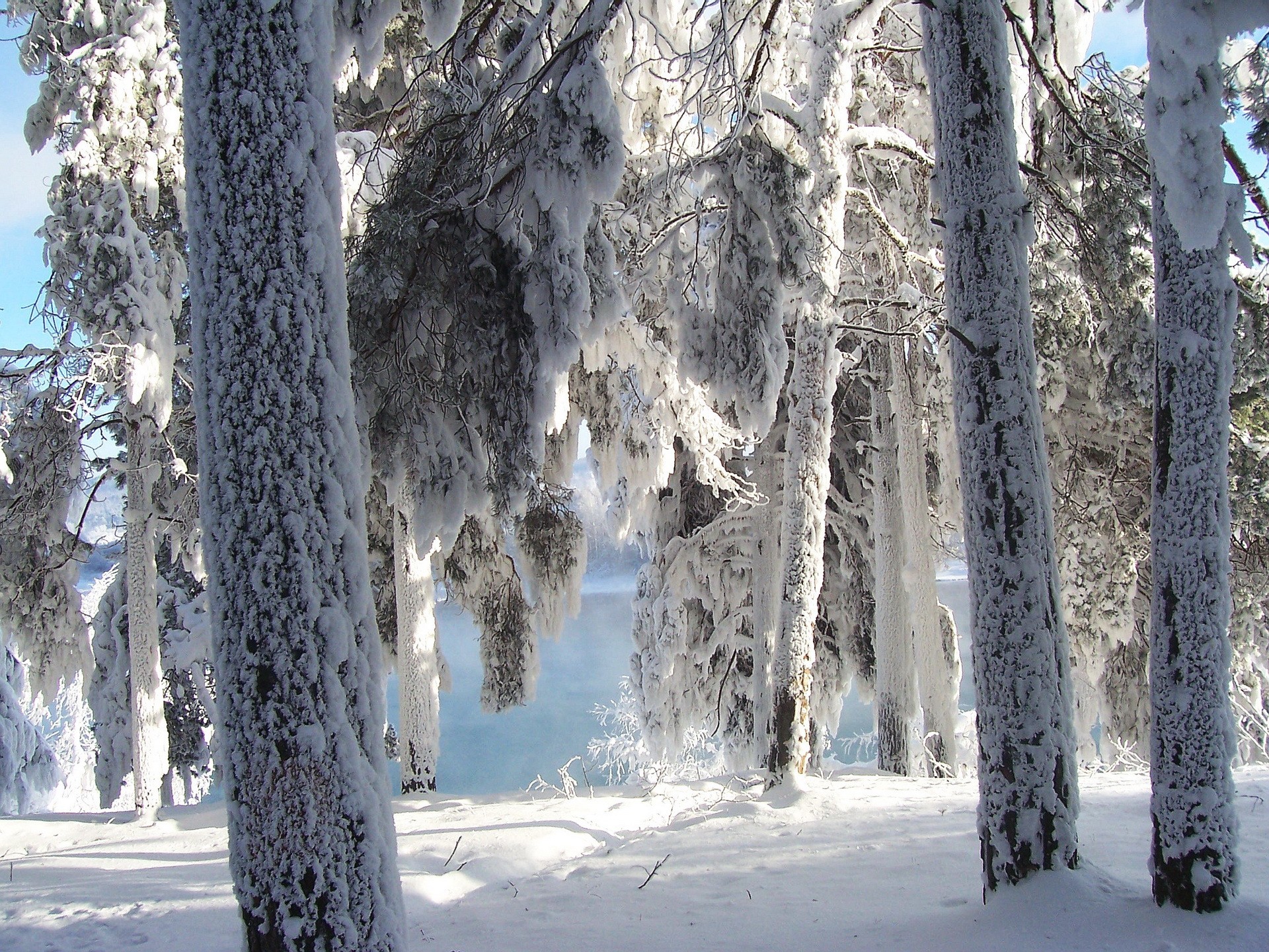 Snow-covered forest by lake