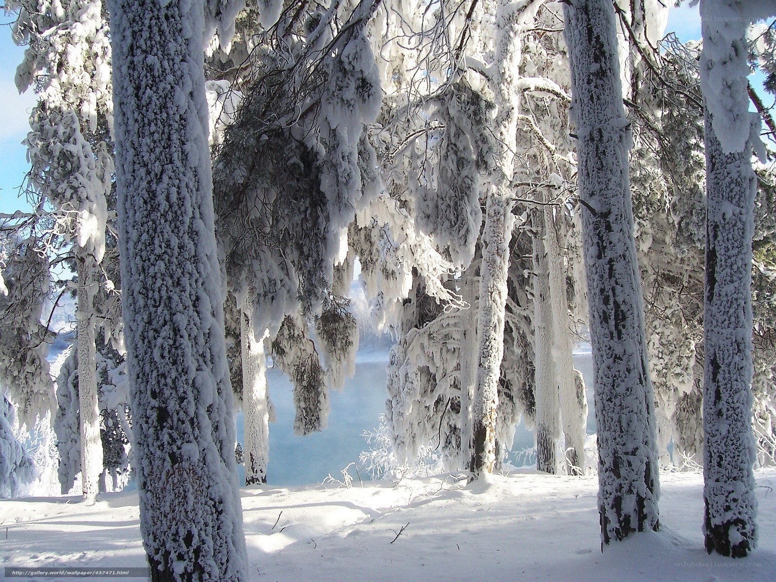 Snow-covered forest by lake