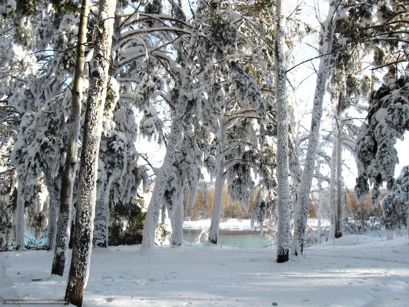 Snow-covered forest by river