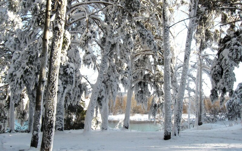 Snow-covered forest by river