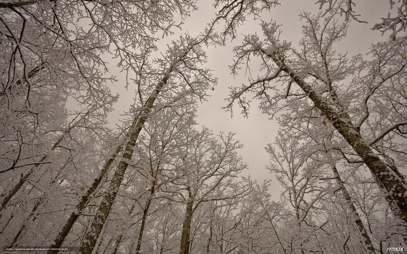 Snow-covered forest canopy