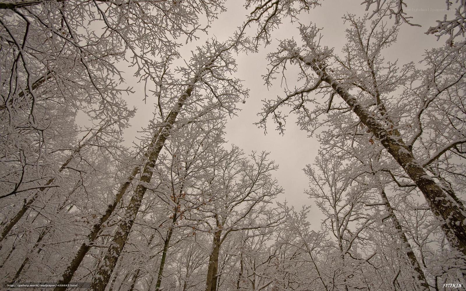 Snow-covered forest canopy