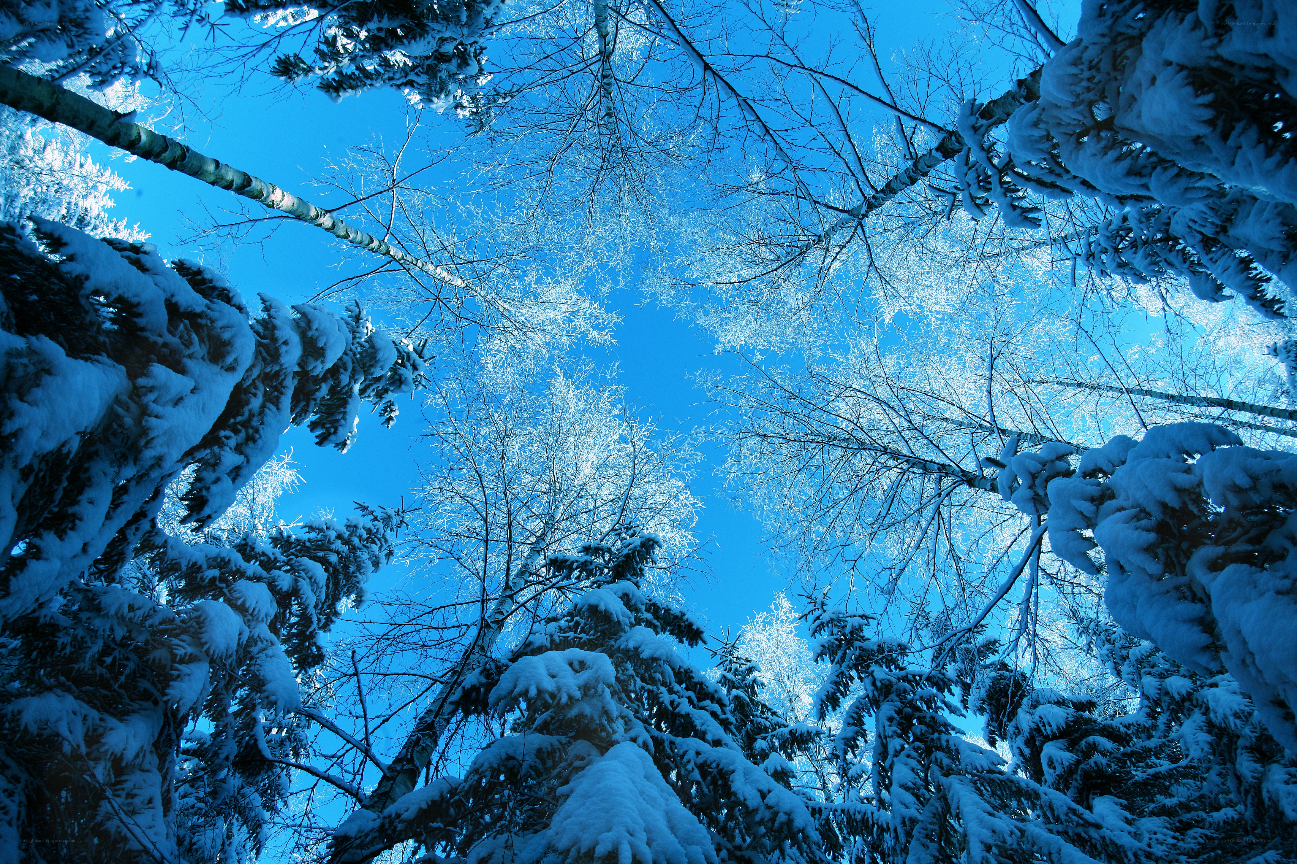 Snow-covered forest canopy
