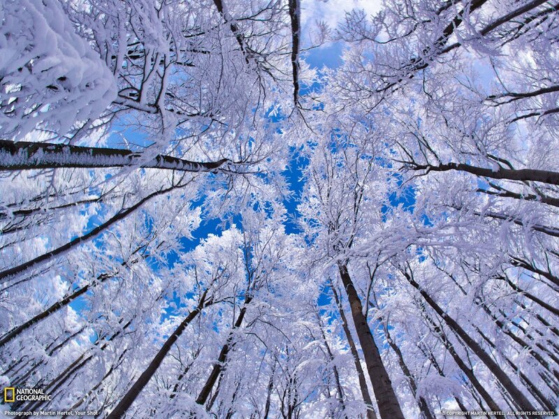 Snow-covered forest canopy
