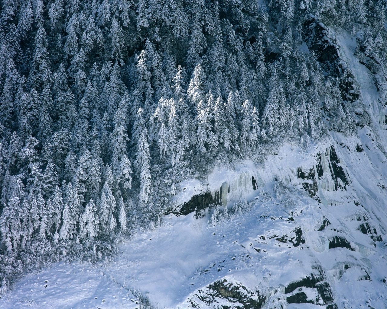 Snow-covered forest cliff