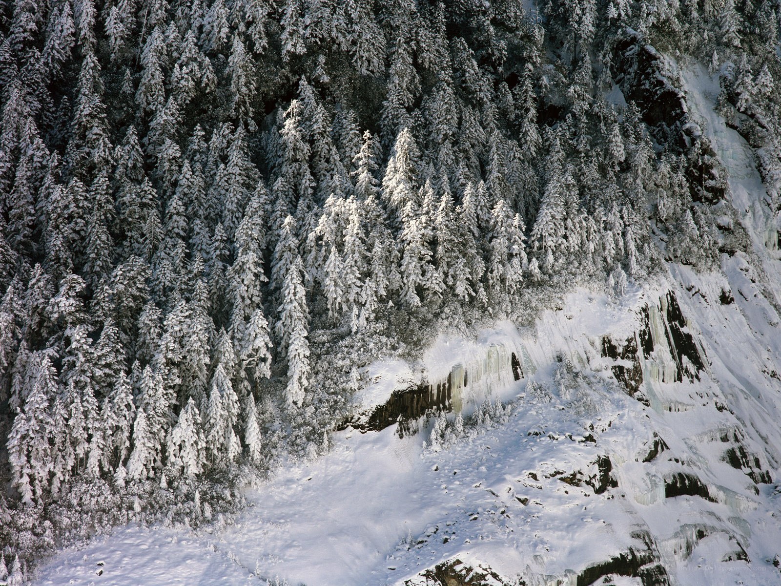 Snow-covered forest cliff