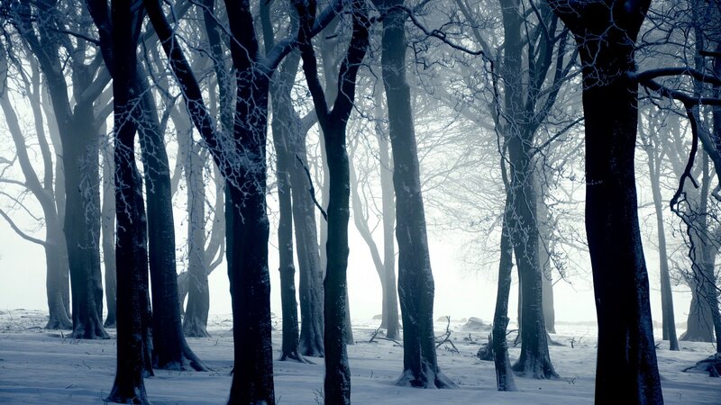 Snow-covered Forest — Cold