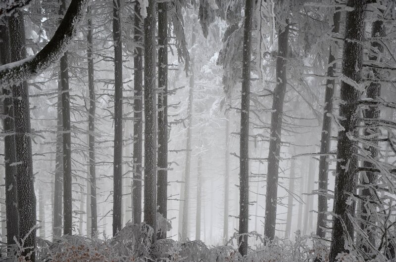Snow-covered Forest — Cold, Winter