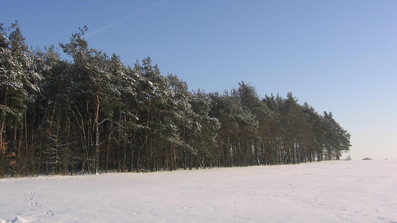 Snow-covered Forest Edge