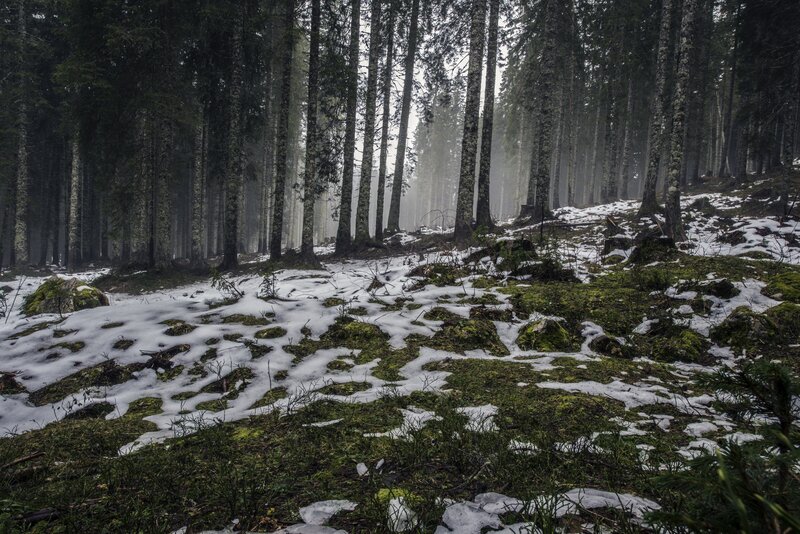 Snow-covered Forest Floor
