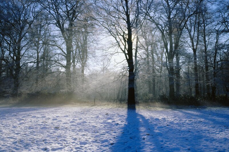 Snow-covered Forest — Frost