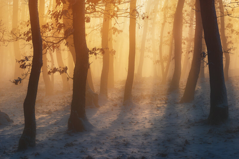 Snow-covered Forest — Gold