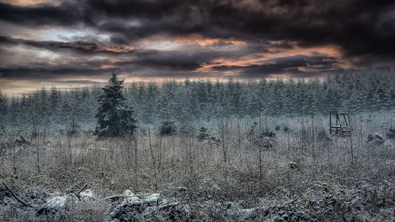 Snow-covered Forest — Gray