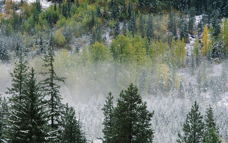Snow-covered Forest — Green, Misty