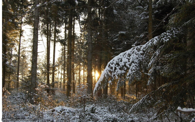 Snow-covered Forest — Green, Serene