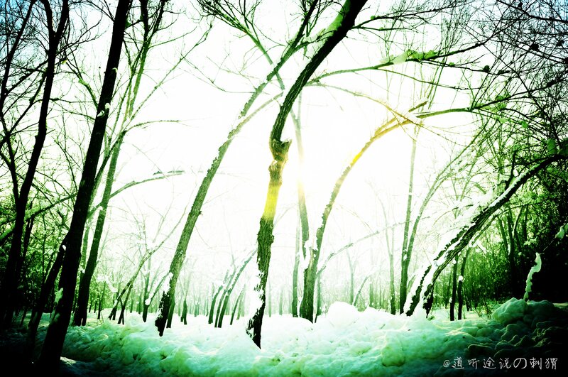 Snow-covered Forest — Green, Serene, Winter, Photograph