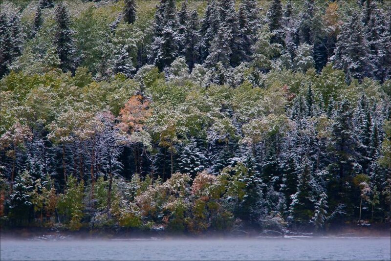 Snow-covered Forest — Green