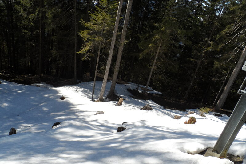 Snow-covered Forest Ground