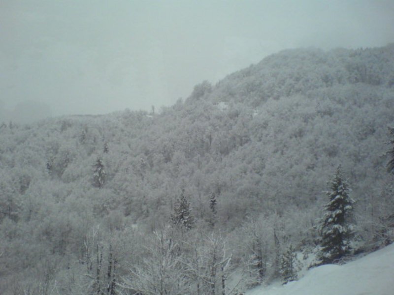snow-covered forest hill