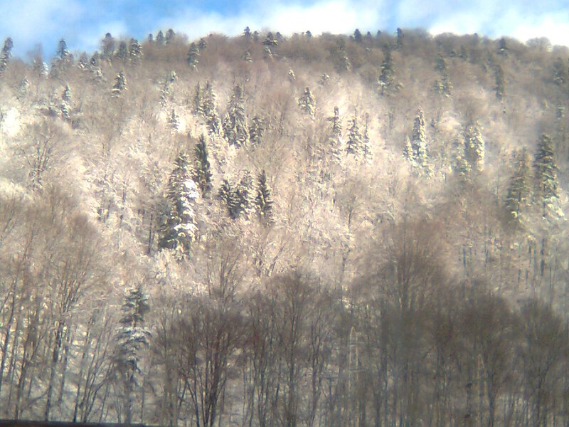 Snow-covered Forest Hill — White, Cold