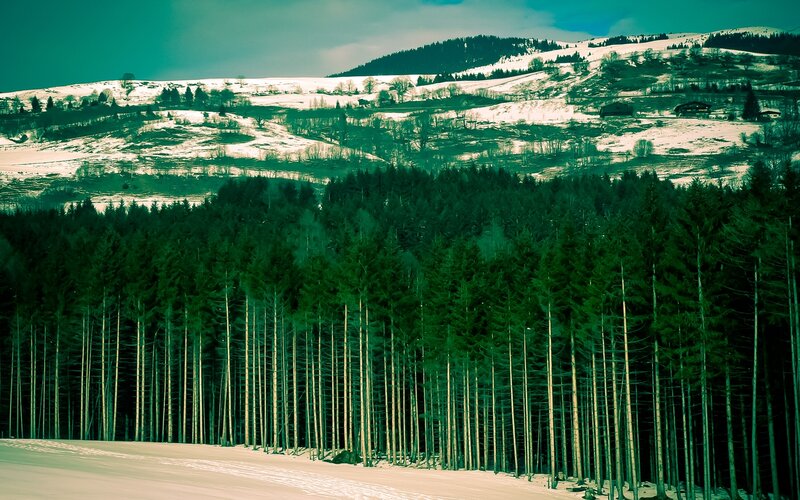 Snow-covered Forest Hills — Green