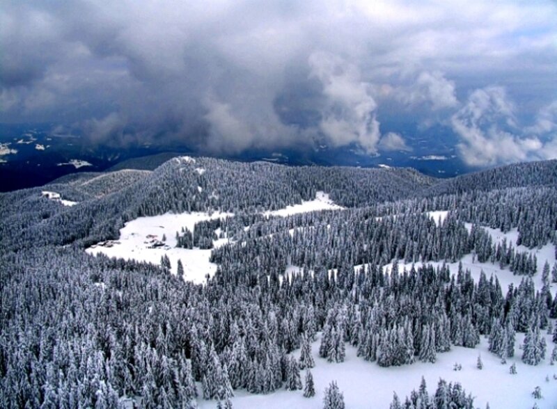 Snow-covered Forest Hills