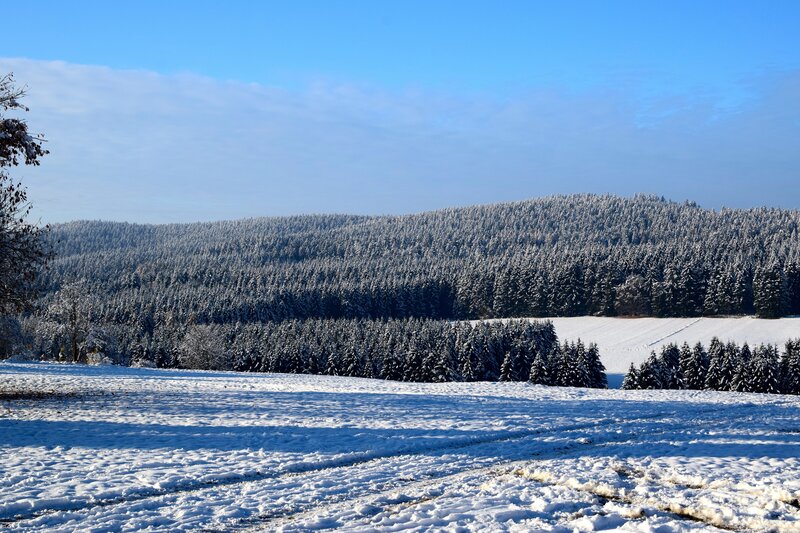 Snow-covered Forest Hills — White