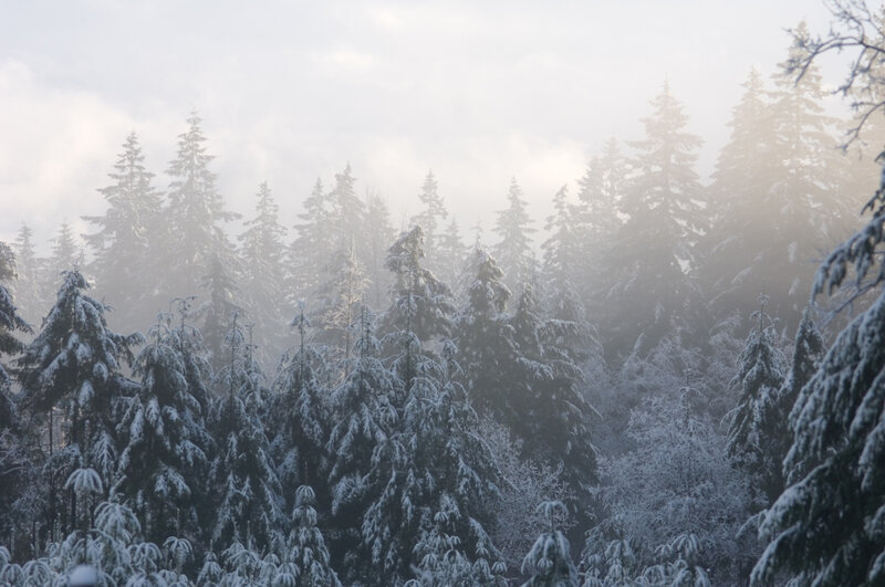 snow-covered forest in fog