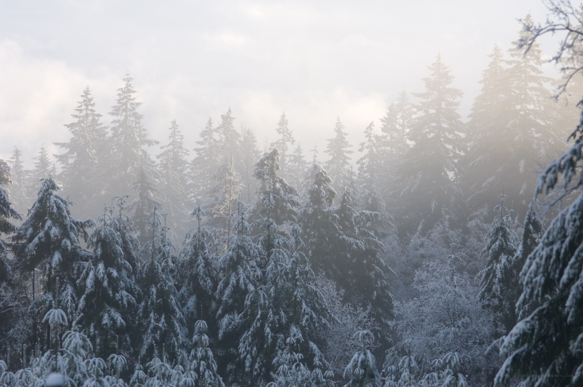 snow-covered forest in fog
