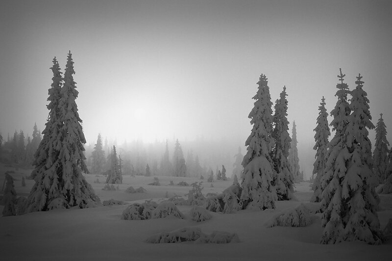 Snow-covered forest in fog