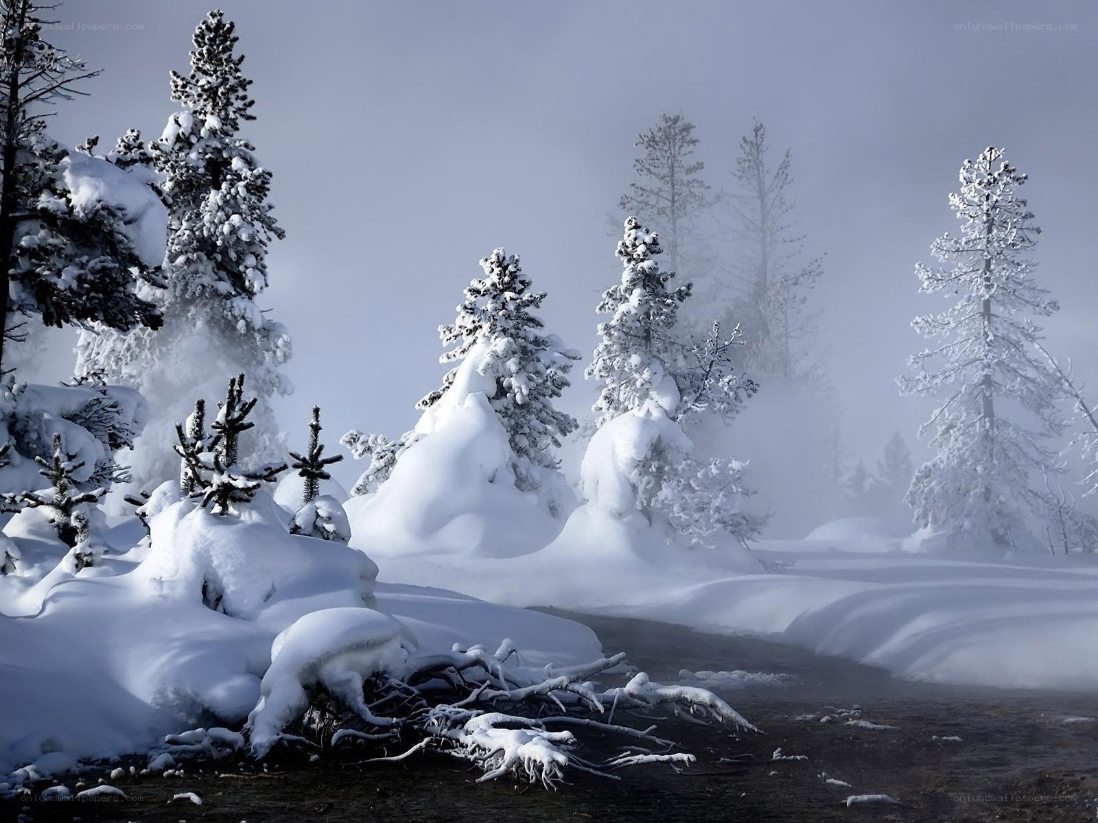 Snow-covered forest in fog