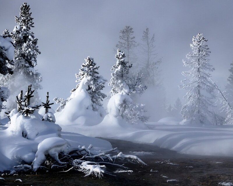 Snow-covered forest in fog
