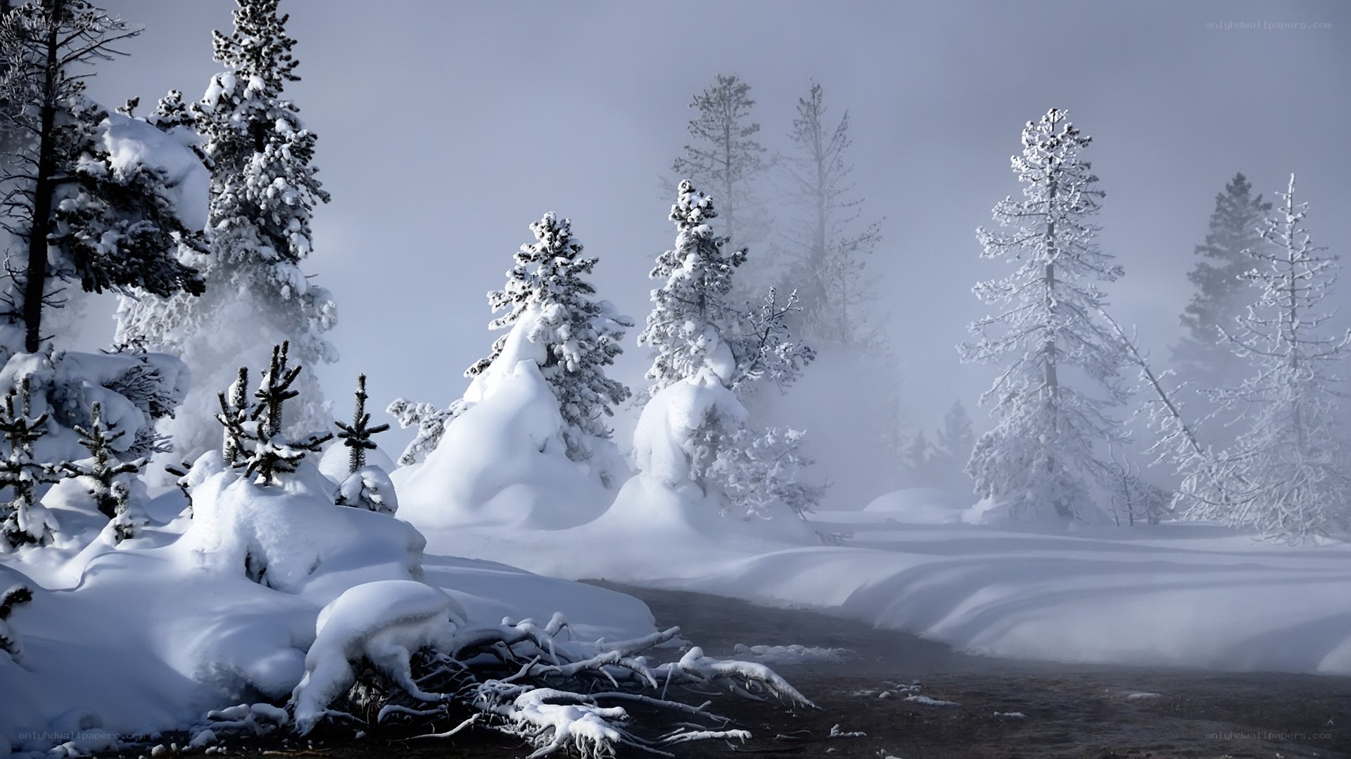 Snow-covered forest in fog