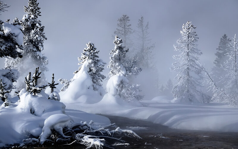 Snow-covered forest in fog