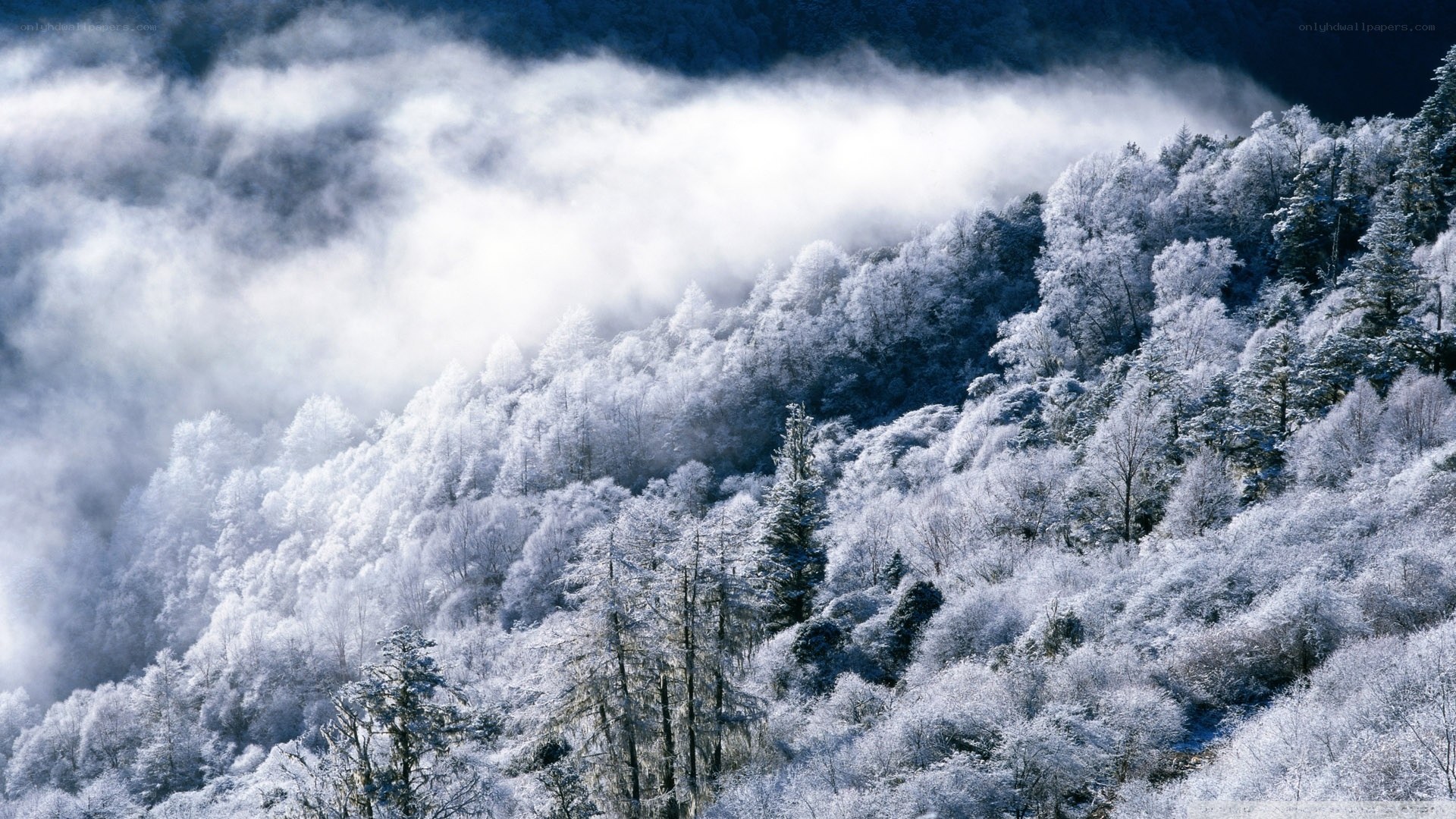 Snow-covered forest in mist