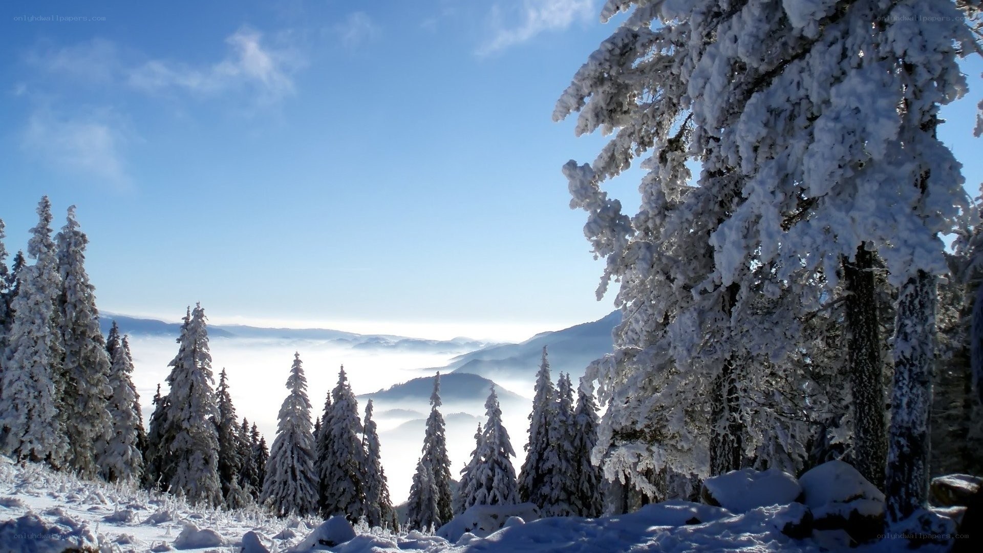 Snow-covered forest in mountain valley