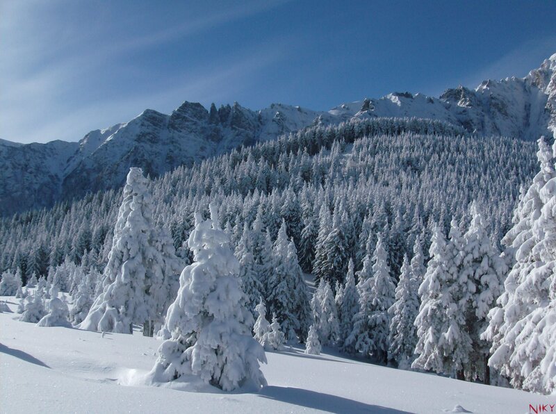 Snow-covered forest in mountains
