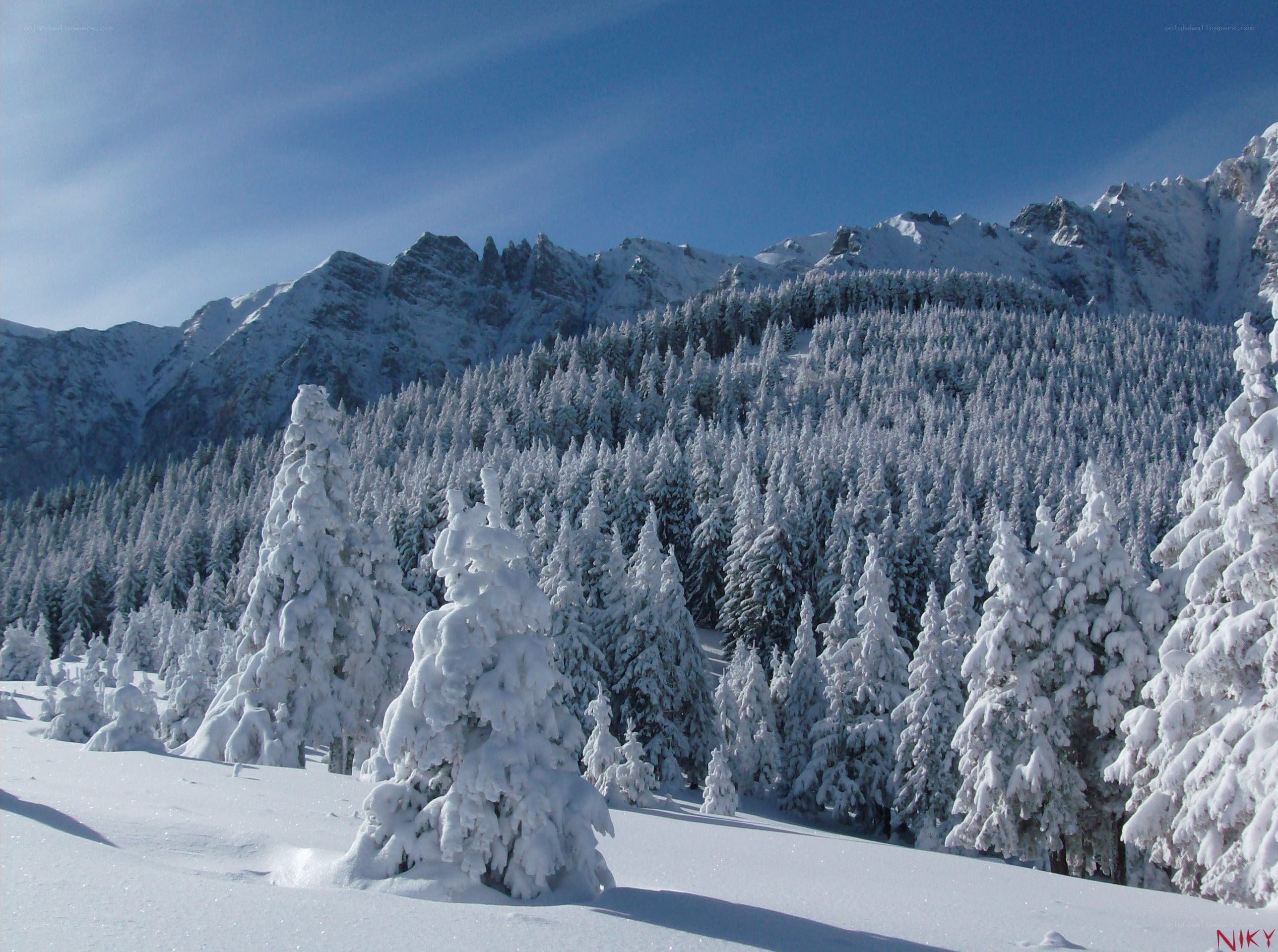 Snow-covered forest in mountains