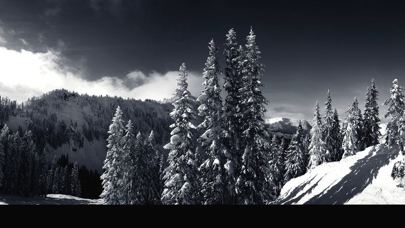 snow-covered forest in mountains